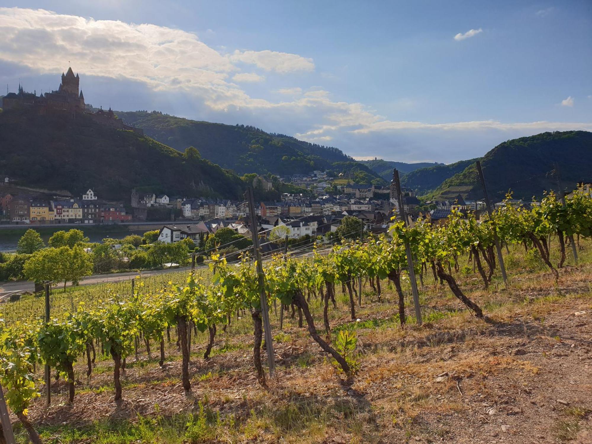 Hotel Weingut Haxel à Commune fusionnée de Cochem-Land Extérieur photo